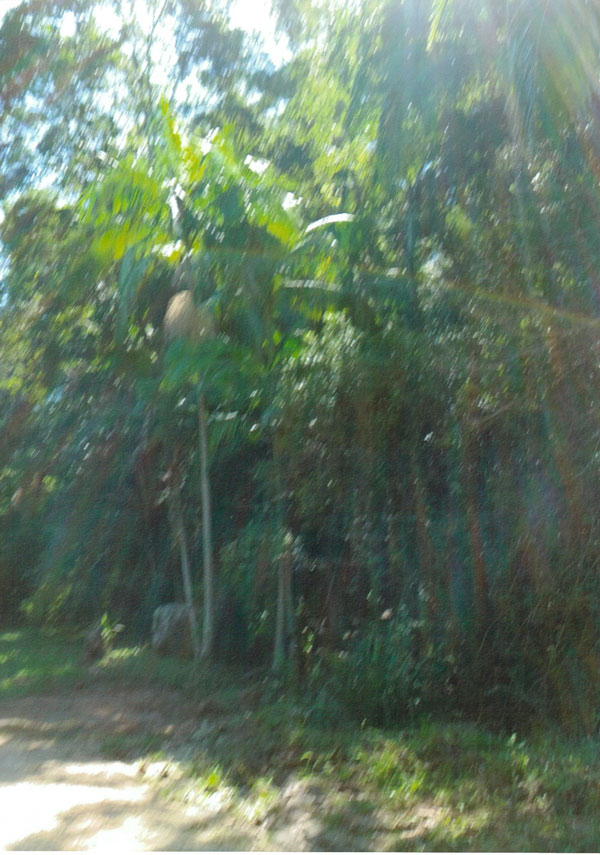 Because-of-the-War---Proposed-location-shot-Gold-Coast